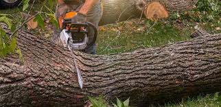 Best Fruit Tree Pruning  in Loma Ri, CA