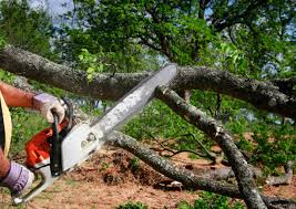 Best Tree and Shrub Care  in Loma Ri, CA