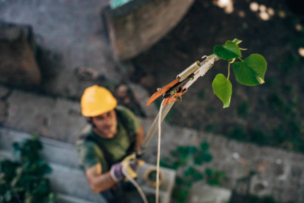 Best Emergency Tree Removal  in Loma Ri, CA