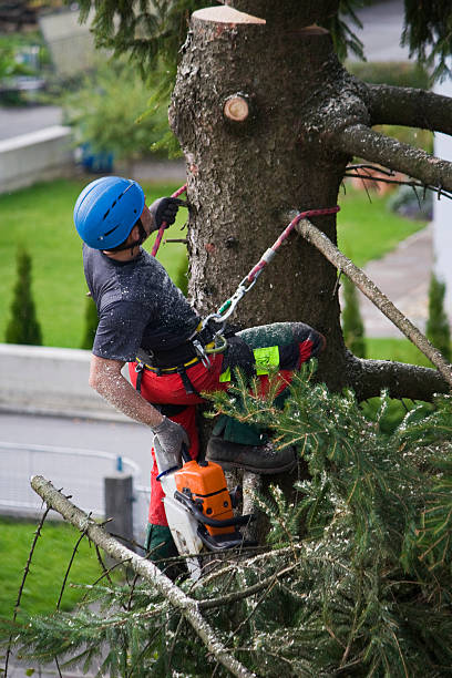 Best Hazardous Tree Removal  in Loma Ri, CA