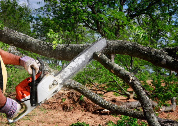 Best Arborist Consultation Services  in Loma Ri, CA